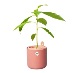 Elho Amazing Avocado Pot Bruin 11 Elho Amazing Avocado Pot Bruin -KeramiekHuisNederland elho amazing avocado pot bruin 1000x1000 64aeba7c1a4a9 l