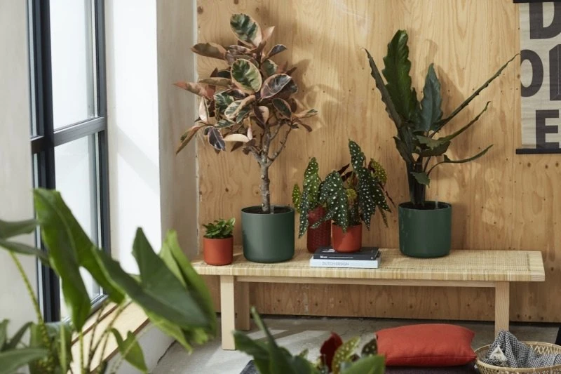 Elho Bloempot B.for Soft Rond 25cm Groen 6 Elho Bloempot B.for Soft Rond 25cm Groen - Afbeelding 6