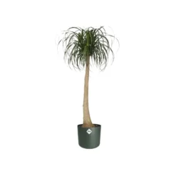 Elho Bloempot B.for Soft Rond 25cm Groen 8 Elho Bloempot B.for Soft Rond 25cm Groen -KeramiekHuisNederland elho bloempot b for soft rond 25cm groen 800x800 620e3ddeab6f5 l