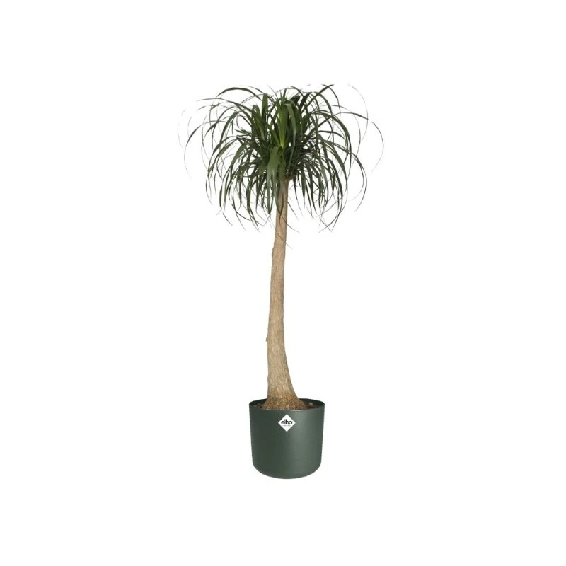 Elho Bloempot B.for Soft Rond 25cm Groen 3 Elho Bloempot B.for Soft Rond 25cm Groen - Afbeelding 3