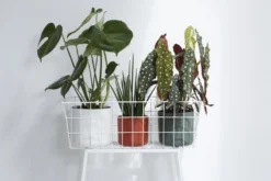 Elho Bloempot B.for Soft Rond 30cm Groen -KeramiekHuisNederland elho bloempot b for soft rond 30cm groen 800x533 620e3de048edc l