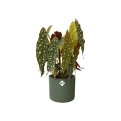 Elho Bloempot B.for Soft Rond 35cm Groen -KeramiekHuisNederland elho bloempot b for soft rond 35cm groen 800x800 620e3de11fc39 l