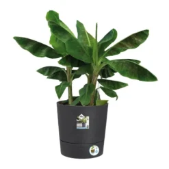 Elho Bloempot Greensense Aqua Care Rond 43cm Grijs -KeramiekHuisNederland elho bloempot greensense aqua care rond 43cm grijs 800x800 620e3d969ce20 l
