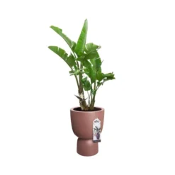 Elho Bloempot Pure Coupe 35cm Bruin -KeramiekHuisNederland elho bloempot pure coupe 35cm bruin 800x800 620e3cff2097b l