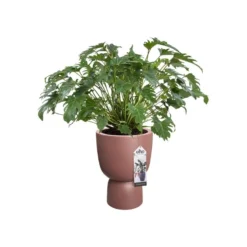 Elho Bloempot Pure Coupe 35cm Bruin -KeramiekHuisNederland elho bloempot pure coupe 35cm bruin 800x800 620e3cffa9d9c l