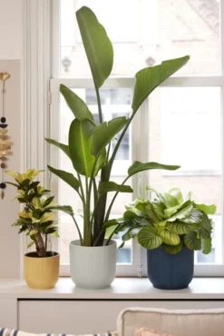 Elho Bloempot Vibes Fold Rond 25cm Wit 12 Elho Bloempot Vibes Fold Rond 25cm Wit -KeramiekHuisNederland elho bloempot vibes fold rond 25cm wit 534x800 620e3cde7de83 l