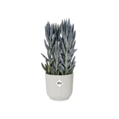 Elho Bloempot Vibes Fold Rond 25cm Wit 10 Elho Bloempot Vibes Fold Rond 25cm Wit -KeramiekHuisNederland elho bloempot vibes fold rond 25cm wit 800x800 620e3cde1ab87 l