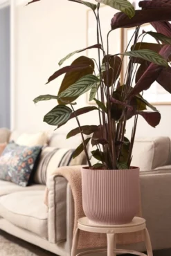 Elho Bloempot Vibes Fold Rond 30cm Roze -KeramiekHuisNederland elho bloempot vibes fold rond 30cm roze 534x800 620e3ce1f0c6b l