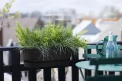 Elho Plantenbak Greenville Easy Balcony 52cm Zwart -KeramiekHuisNederland elho plantenbak greenville easy balcony 52cm zwart 800x534 620e3d73e2a5d l