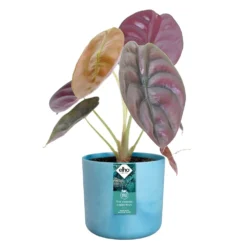 Elho The Ocean Collection Round 22 Cm Blauw 10 Elho The Ocean Collection Round 22 Cm Blauw -KeramiekHuisNederland elho the ocean collection round 22 cm blauw 1000x1000 64aeba939cb1d l