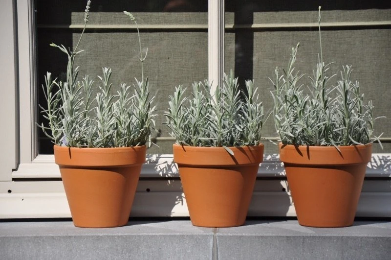 Terracotta Bloempot 46cm 2 Terracotta Bloempot 46cm - Afbeelding 2